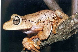 <span class="mw-page-title-main">Blacksmith tree frog</span> Species of amphibian