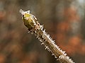 * Nomination Ice crystals from morning frost on the bud of a small tree --Domob 15:01, 24 January 2020 (UTC) * Promotion  Support Good quality. --Andrew J.Kurbiko 15:16, 24 January 2020 (UTC)  Question - It might be hard to identify the species from the bud, but is that required for QI? I'm not sure and would like an opinion about this. -- Ikan Kekek 08:42, 25 January 2020 (UTC)  Comment I wondered about this myself, but then figured that it may be fine in this case (as the main subject are the ice crystals). My guess is that this is Aesculus hippocastanum, but it was a small tree (and no leaves at the moment), so I'm not sure. --Domob 08:46, 25 January 2020 (UTC)