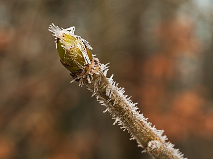 Ice crystals on a bud of acer pseudoplatanus