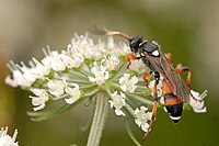 Ichneumon sarcitorius