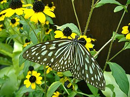 Ideopsis similis