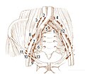 Thumbnail for Common iliac lymph nodes