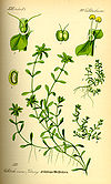 Illustration Callitriche palustris0.jpg