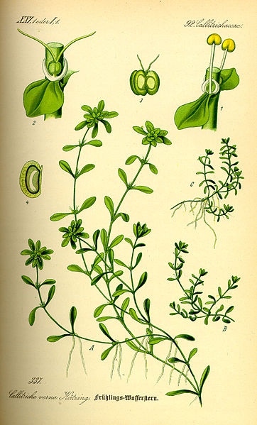 File:Illustration Callitriche palustris0.jpg