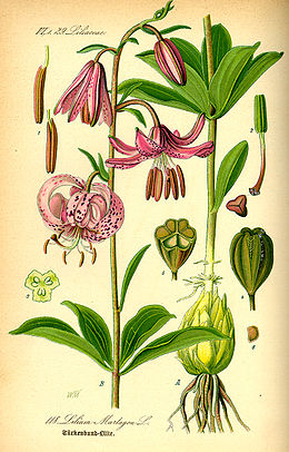 Miškinė lelija (Lilium martagon)