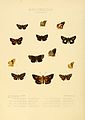 Illustrations of new species of exotic butterflies Cyclopides.jpg