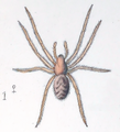 Improphantes decolor female.png