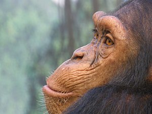 Chimpanzee, Beauval Zoo, Loir-et-Cher, France