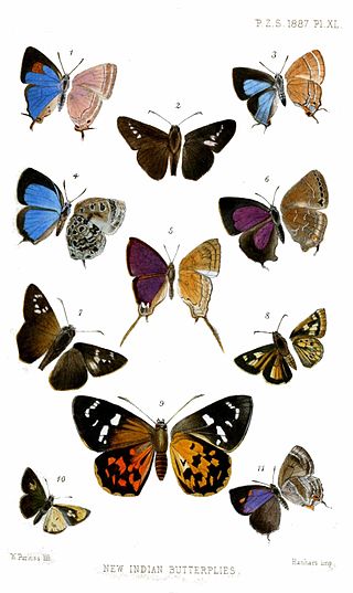 <i>Zinaspa</i> Butterfly genus in family Lycaenidae