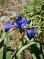 Iris sibirica close-up