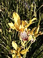 Iris variegata sl1.jpg