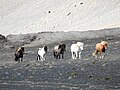 Island - Islandpferde auf vulkanischen Boden