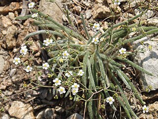 <i>Potentilla santolinoides</i> Species of flowering plant