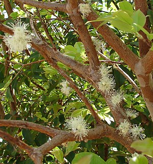 Flores da jabuticabeira