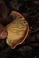 Jack O' Lantern Mushroom Closeup; Omphalotus olearius.JPG