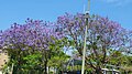 Jacaranda Mimosofilia in Israel