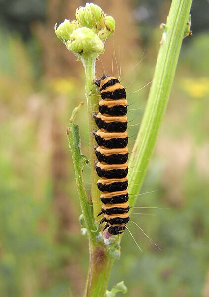 File:Jakobskrautbär Raupe1.jpg