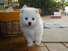 Japanese Spitz puppy