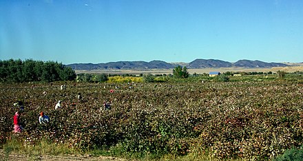 Cotton picking near Kyzyl-Kala, Karakalpakstan.