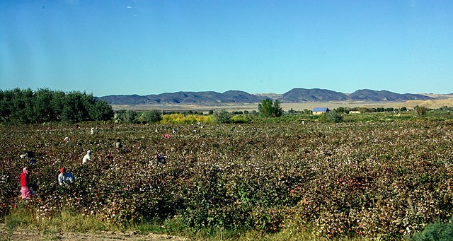 Cotton picking near Kyzyl-Kala