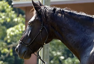 Kennedy pictured in 2016 Kennedy (horse).png