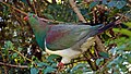 Kereru. NZ Wood Pigeon. (25446646940).jpg