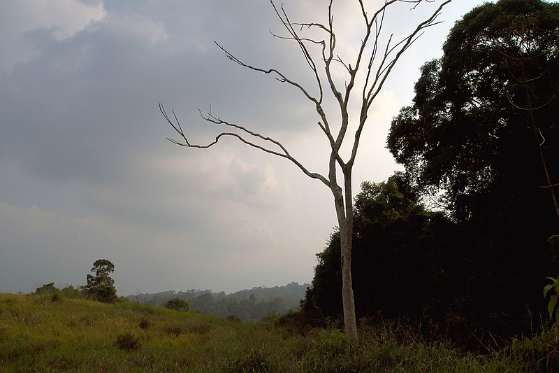 File:Khao Yai, Thailand, Stormy sky over grassland and trees.jpg