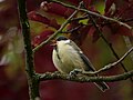 Great tit, female