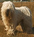 Komondor - zvláštní druh srsti