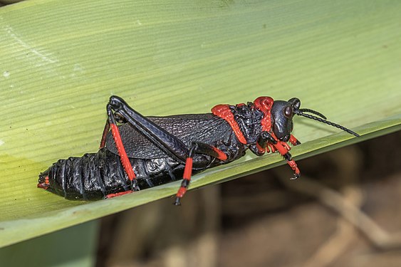 Koppie foam grasshopper adult in Walter Sisulu National Botanical Garden, South Africa, created and nominated by Charlesjsharp.