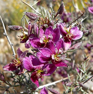 <i>Krameria erecta</i> Species of flowering plant