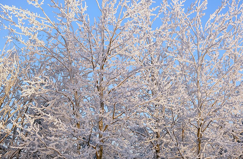 File:Laajavuori trees.jpg