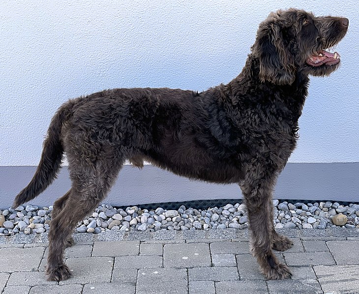 File:Labradoodle-Brown-Male-Side.jpg