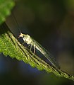 Unknown Chrysopidae Lacewing