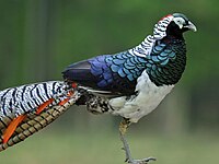 Lady Amherst's Pheasant