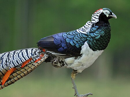 Lady Amherst Pheasant RWD3.jpg