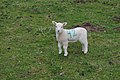 Lamb 42 at Burton Mere - 2018-04-01 - Andy Mabbett - 03.jpg
