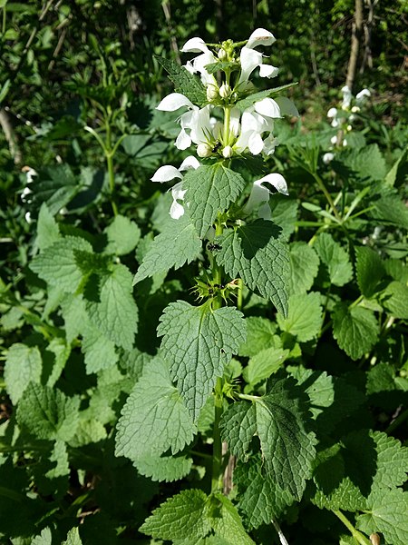 File:Lamium maculatum sl21.jpg