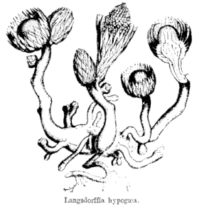 Langsdorffia hypogaea