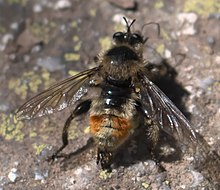 Laphria fernaldi P1300614b.jpg