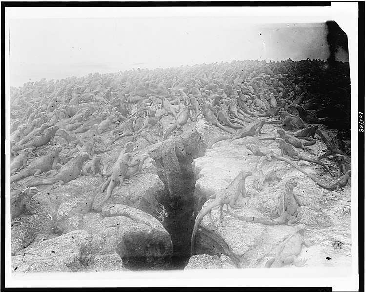 File:Large number of iguanas on Galapagos Islands, 1902 LCCN92520321.jpg