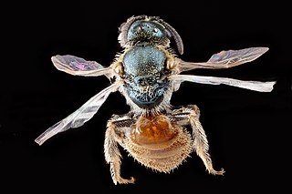 <i>Lasioglossum pictum</i> Species of bee