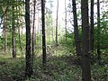 Panewniki Forest