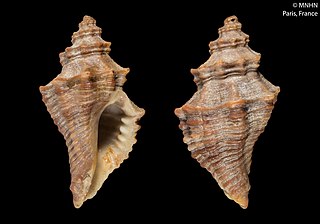 <i>Lataxiena blosvillei</i> Species of gastropod