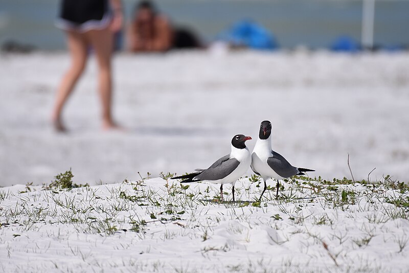 File:Laughing gull fort desoto 4.21.19 DSC 0617.jpg