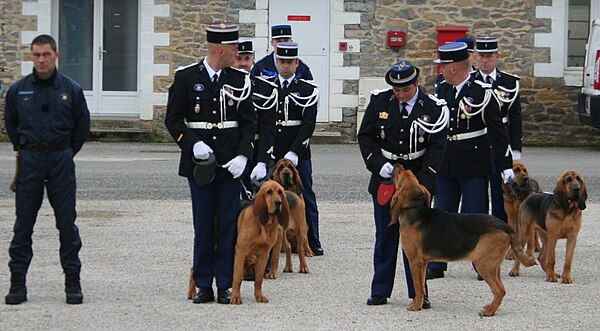 Police dogs with the French police