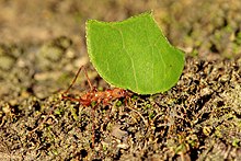 leather leaf cutter ant soldier