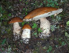 Leccinum insigne 98865.jpg