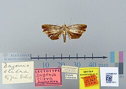 Lectotype Dugonia eleria Schaus 1928.jpg