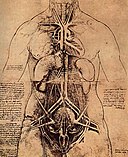 Leonardo da vinci, Drawing of a Woman's Torso.jpg